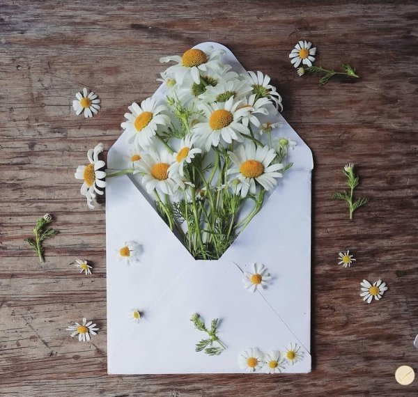 необычные ромашки