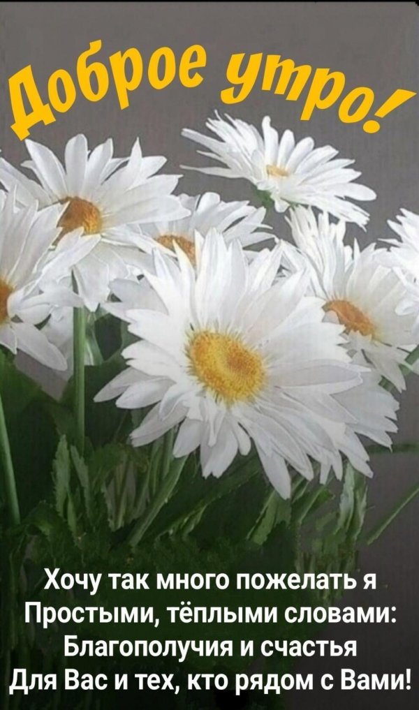 ромашки красивые