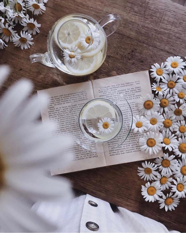 ромашка эстетика