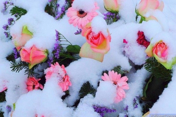 цветок в снегу