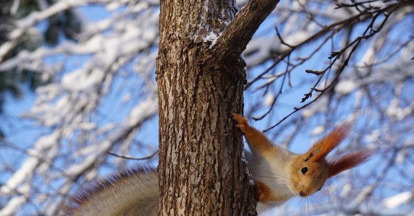 белка алтайская телеутка