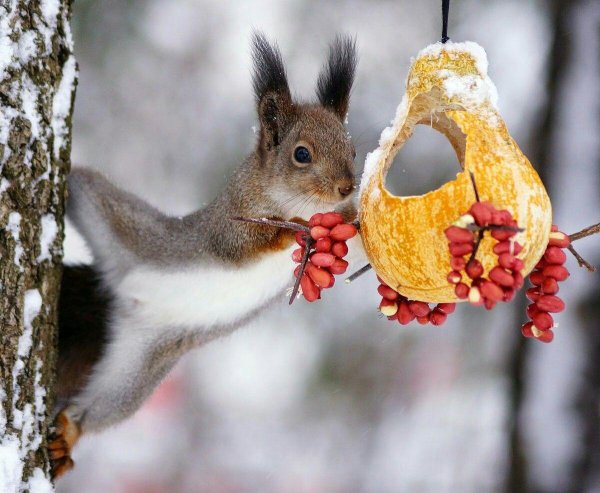день угощения птиц и белок