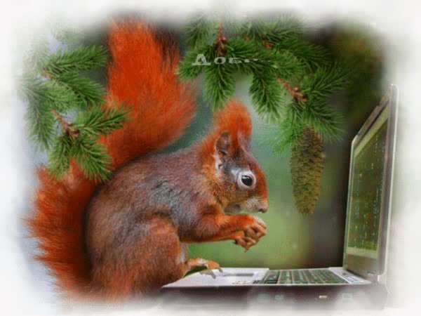 доброго зимнего дня с белками