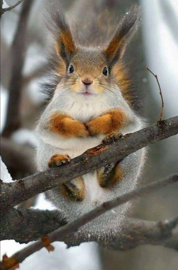 красивая белка