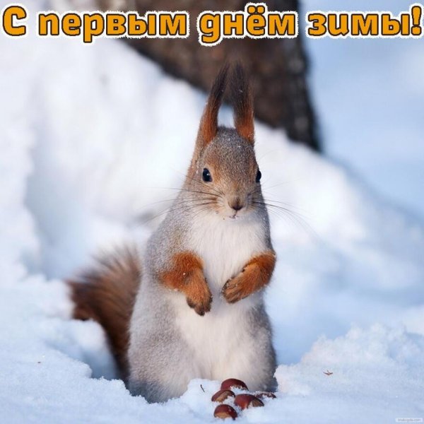 зимние животные