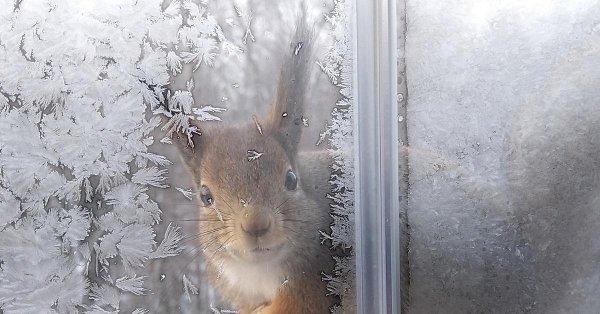 зимние белки