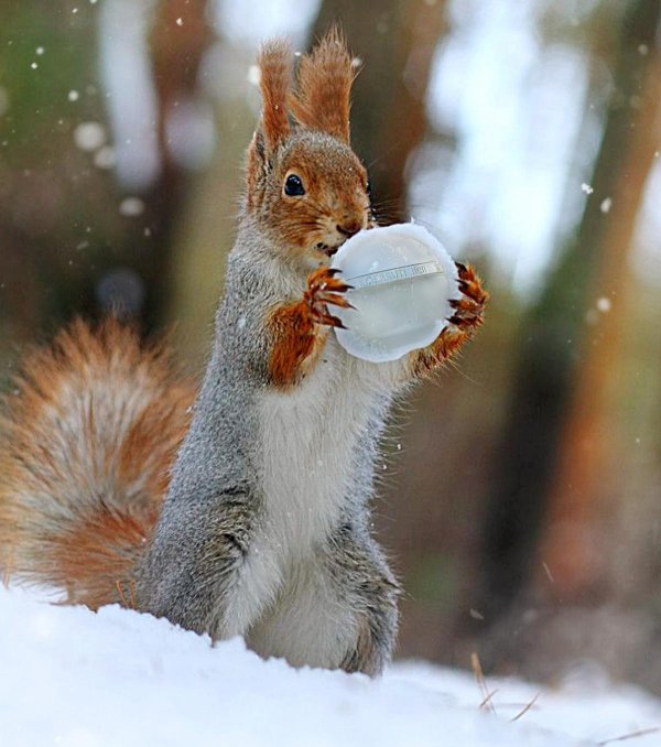 белочки вадим трунов