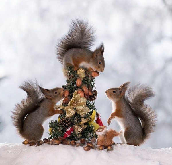 новогодние белочки