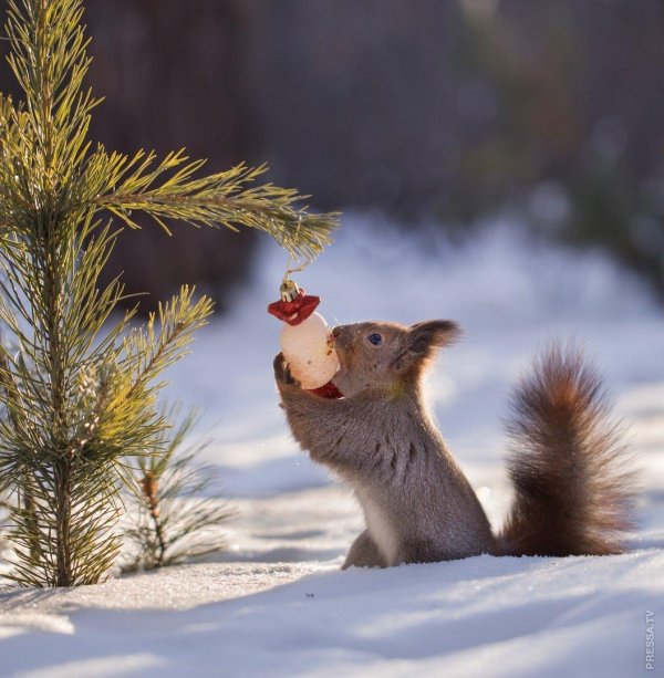 белочки вадим трунов