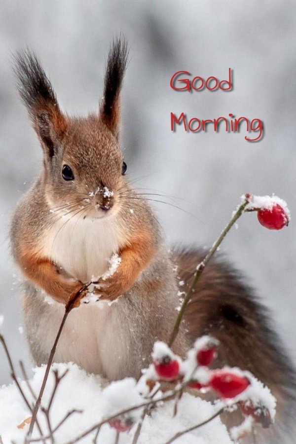 белка зимой