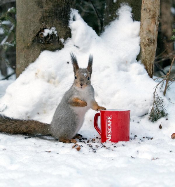 смешные белки