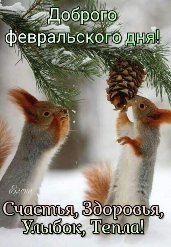 зимние белки