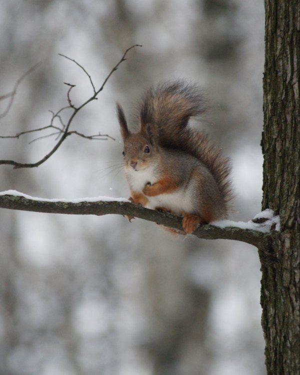 странная белка