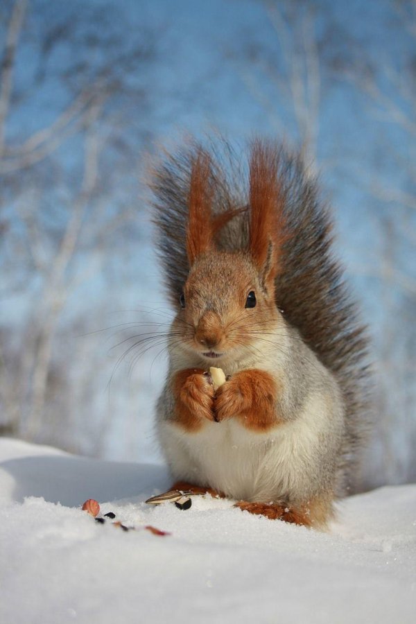 обыкновенная белка беличьи