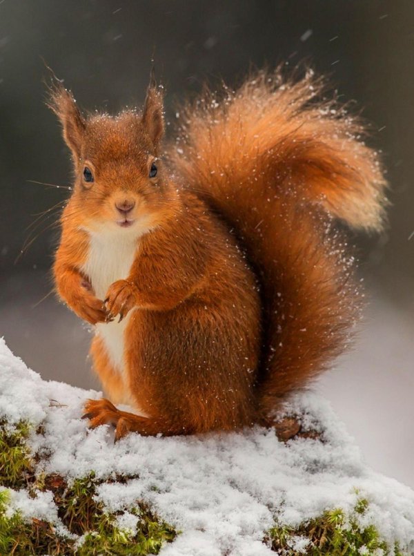 зима белочка