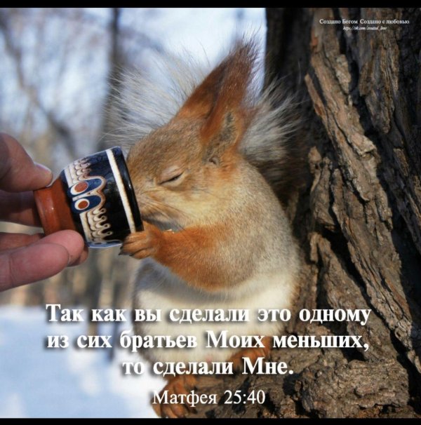 доброе утро с белками