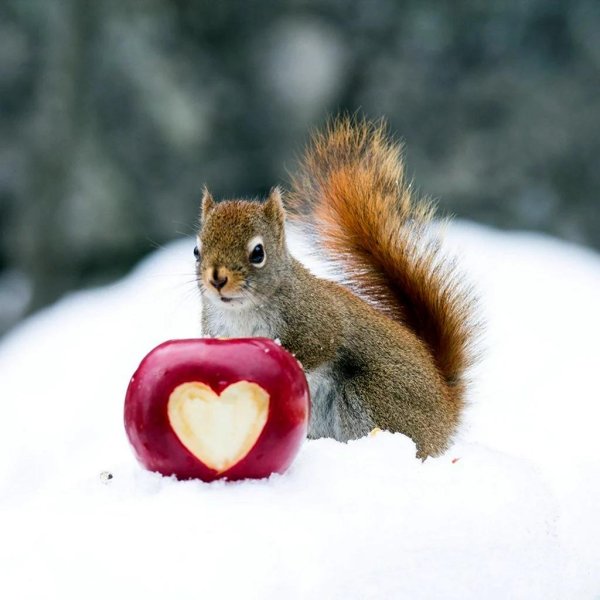 белочка с сердечком