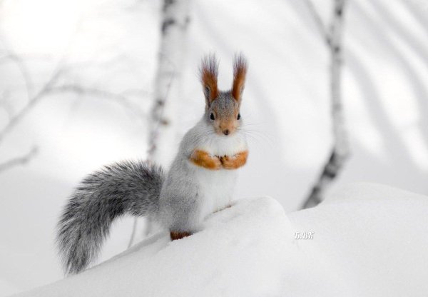 белка зимой