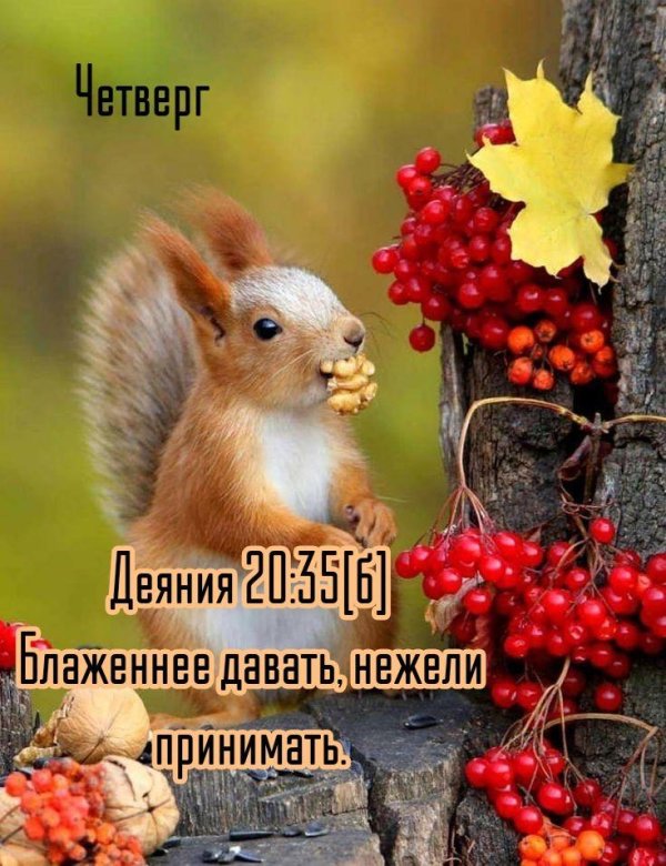 белочка осенью