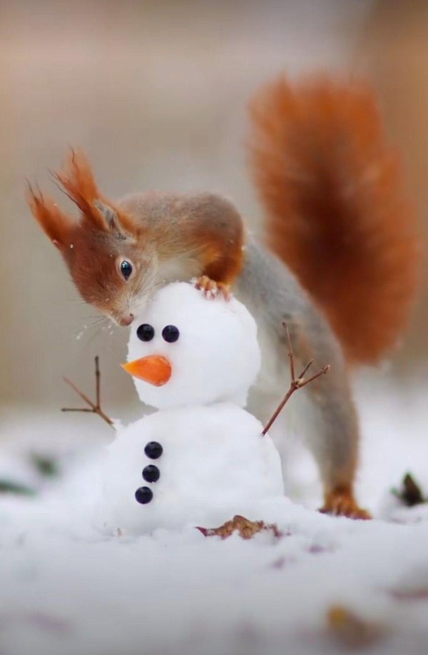 животные зима