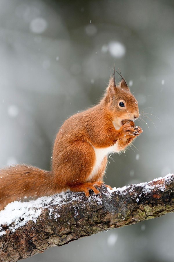 белки зимой