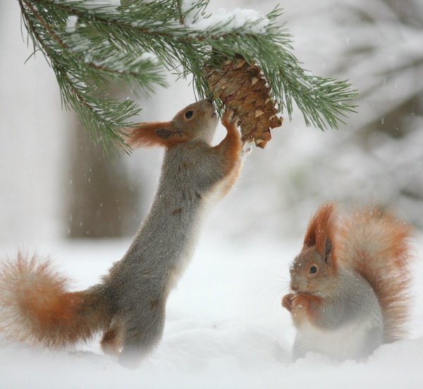 белочки вадим трунов