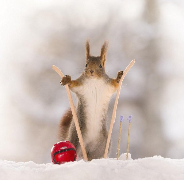 герт вегген