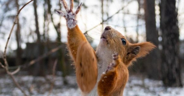 счастливая белка