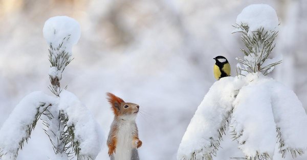 белочки вадим трунов