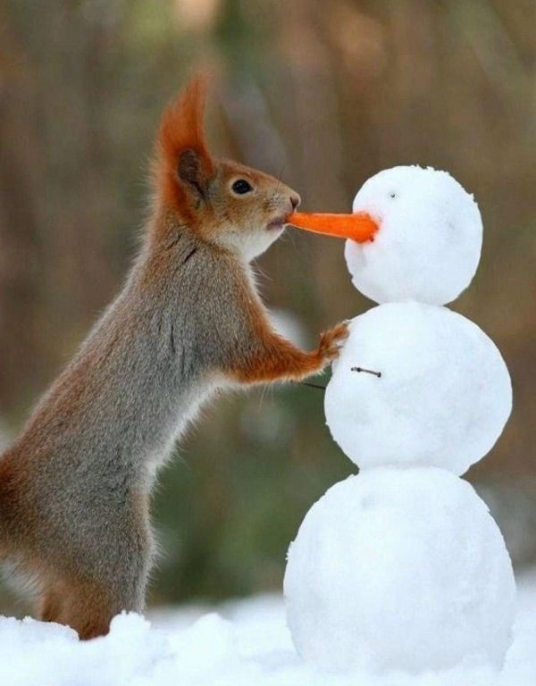 вадим трунов фотограф белки