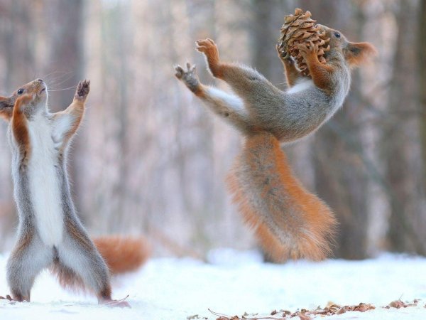 белочки вадим трунов