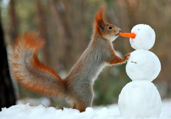 вадим трунов фотограф белки