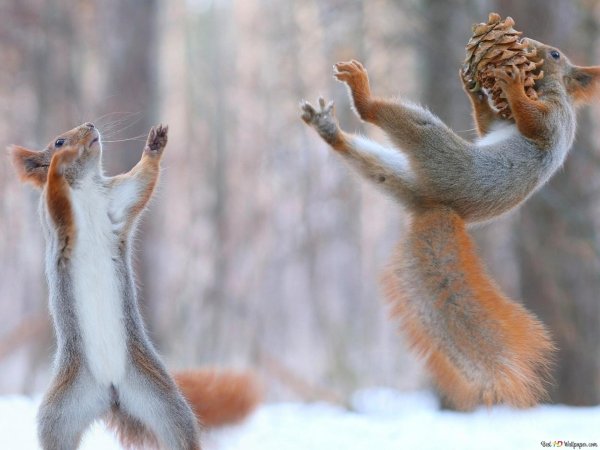 белочки вадим трунов