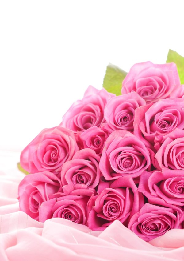 розовая роза