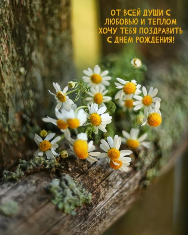 поздравление с днём рождения женщине ромашки