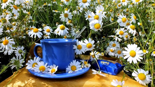 открытки доброе летнее утречко