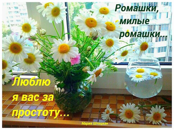 цитаты про ромашки