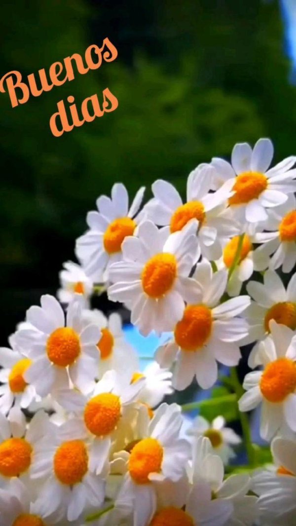 ромашка красивая