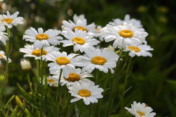 нивяник поповник