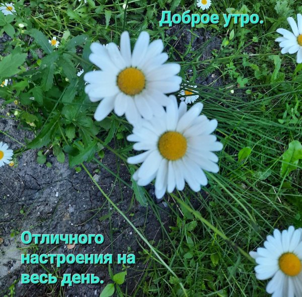 Доброе утро любимая с ромашками