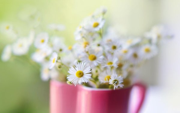 доброе утро маргаритки