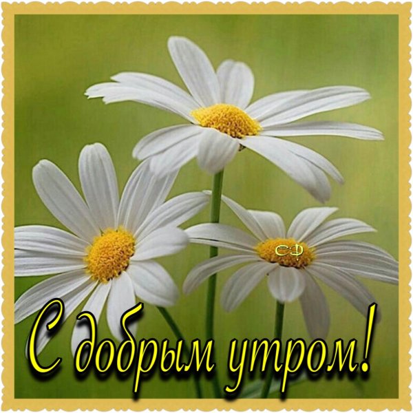 красивая ромашка