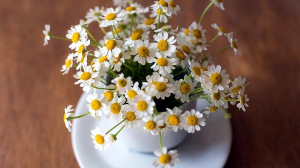 camomile ромашка