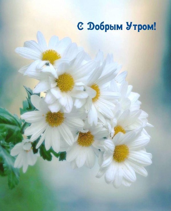 доброго утра ромашки