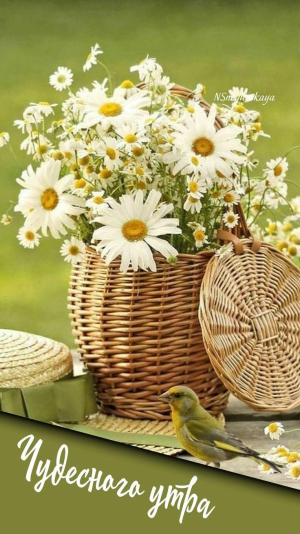 летнего доброго утра