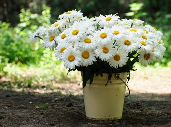 нивяник гигант