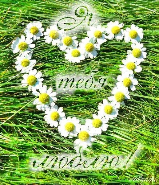 ромашка ко дню семьи любви и верности