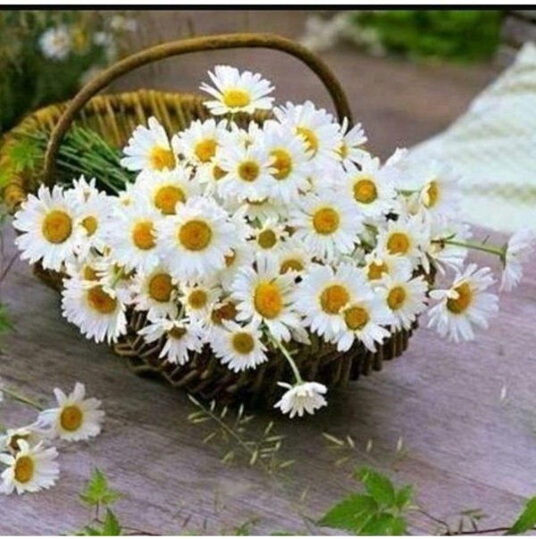 нивяник корзинка