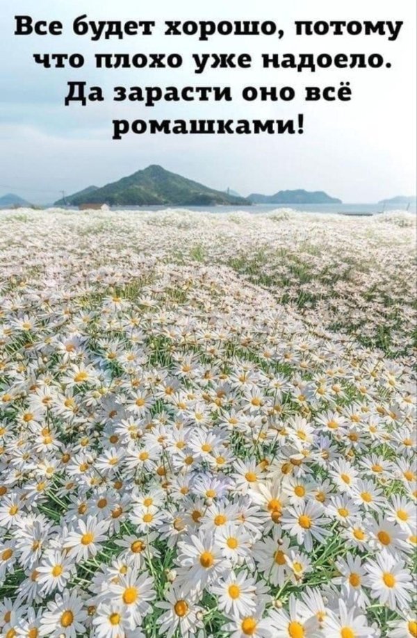 байдарская долина ромашки