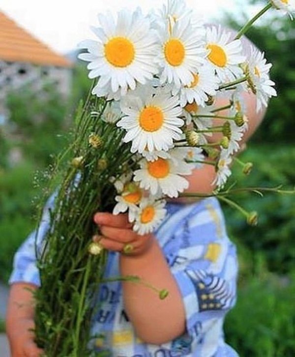 букет ромашек